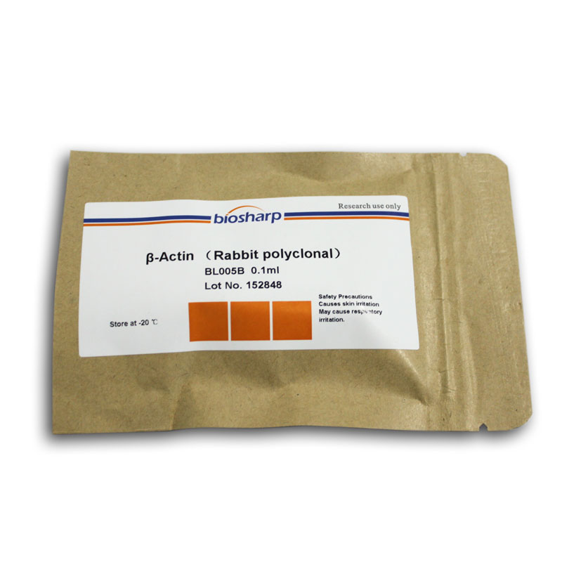 β-Actin antibody (Rabbit polyclone) biosharp实验室专用